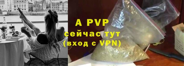 стаф Касимов