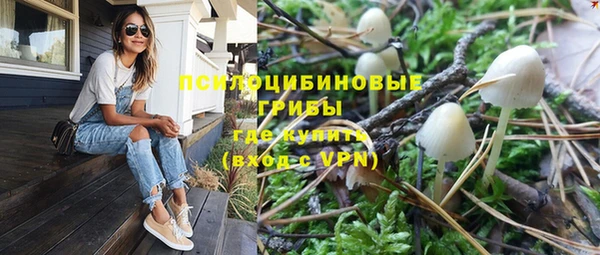 стаф Касимов
